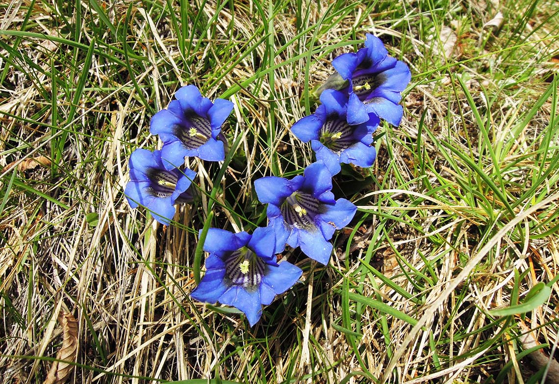 Spring gentians 